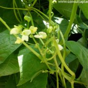 Judías, Frijoles