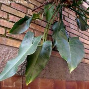 Philodendron hastatum
