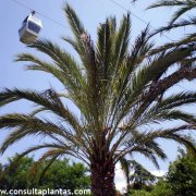 Palmera datilera