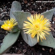 Pleiospilos compactus