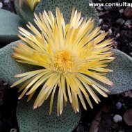 Pleiospilos compactus