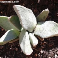 Pleiospilos compactus