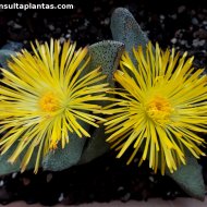 Pleiospilos compactus