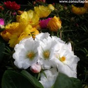 Portulaca grandiflora