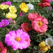 Flor de seda