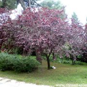 Prunus cerasifera pisardii