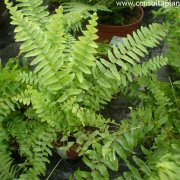 Pteris cretica