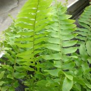 Pteris cretica