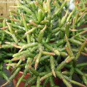Rhipsalis burchellii