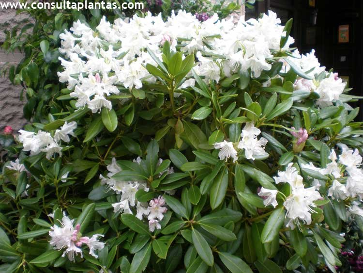 Limpia la habitación sello constructor Rhododendron ponticum o Rododendro | Cuidados