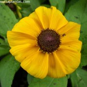 Rudbeckia
