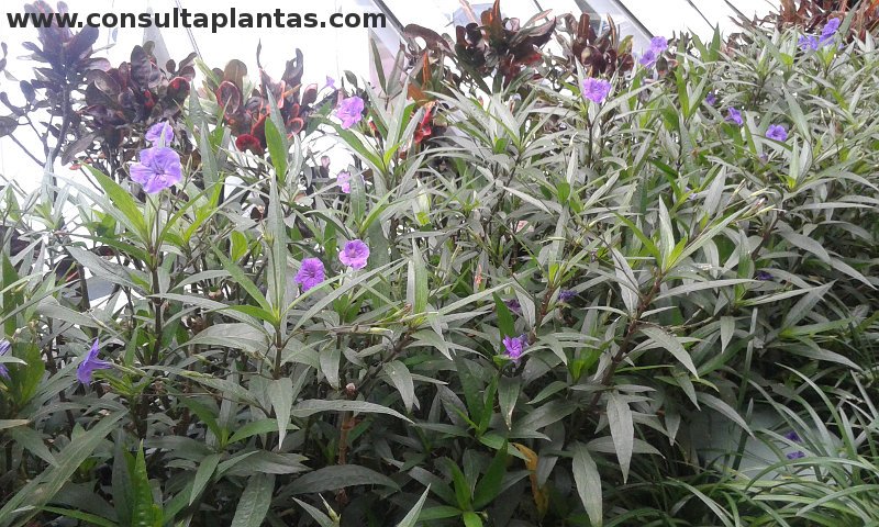 Ruellia brittoniana o Petunia mexicana | Cuidados