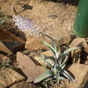 Scilla latifolia