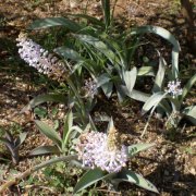 Scilla latifolia
