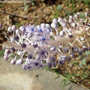 Scilla latifolia