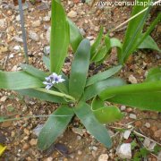 Scilla obtusifolia