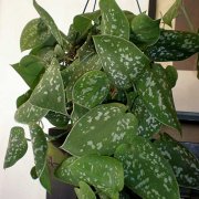 Scindapsus pictus