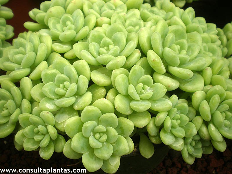 Sedum clavatum