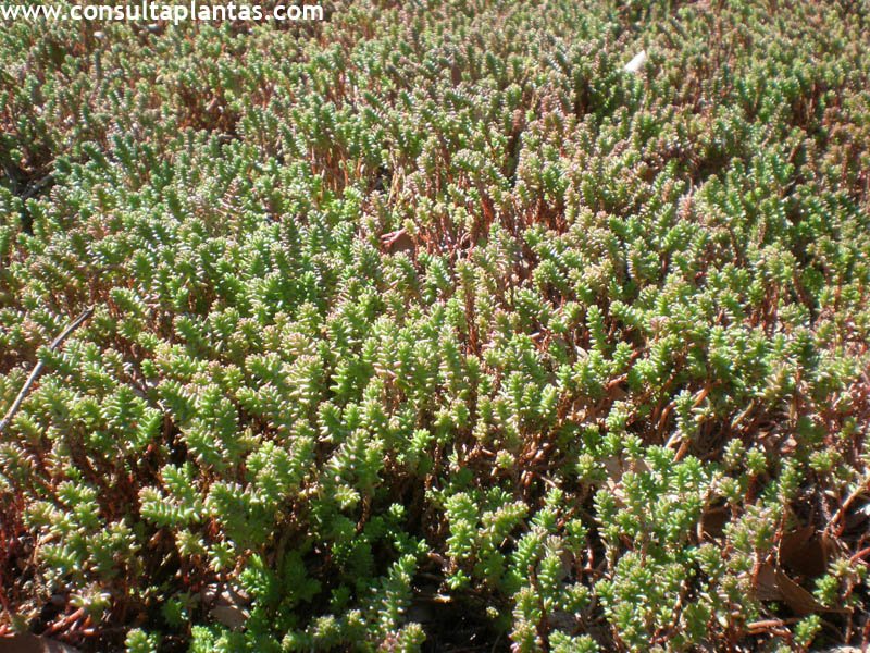 Sedum moranense