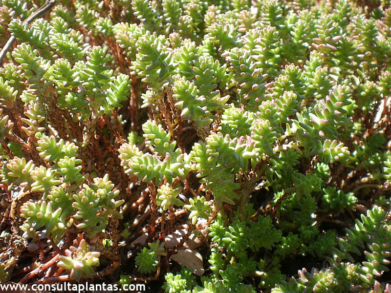 Sedum moranense