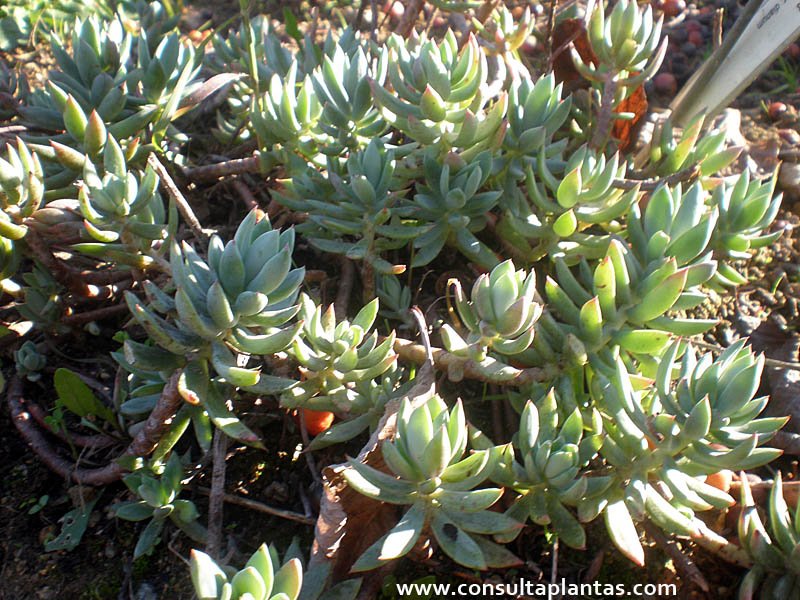 Sedum sediforme