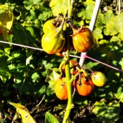Solanum melongena Turkish Orange