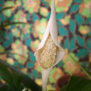 Spathiphyllum wallissii
