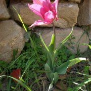 Tulipanes