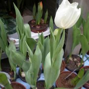 Tulipán blanco