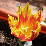 Tulipán naranja