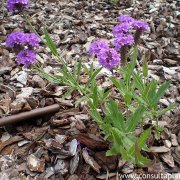 Verbena officinalis