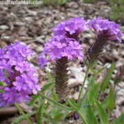 Verbena officinalis