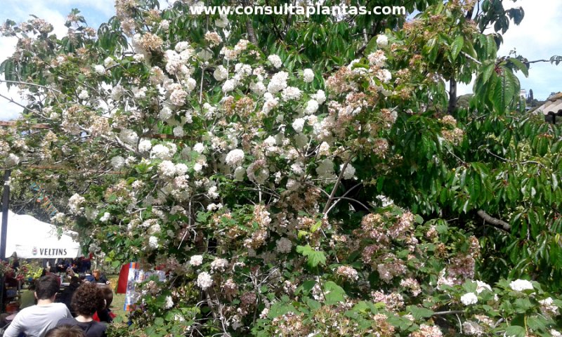 Viburnum opulus, Viburno o Bola de nieve | Cuidados