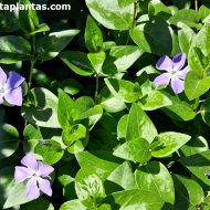 Vinca major