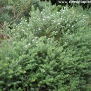Westringia fruticosa