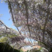 Wisteria, Glicina