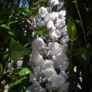 Wisteria, Glicina