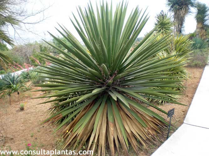 Yucca carnerosana