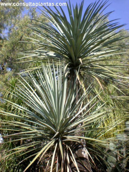 Yucca mixtecana