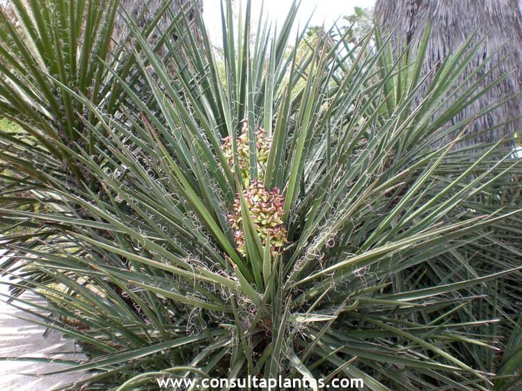 Yucca schidigera