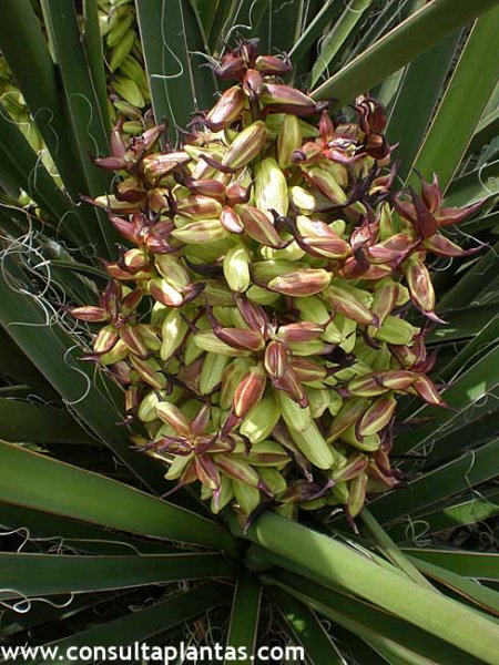 Yucca schidigera