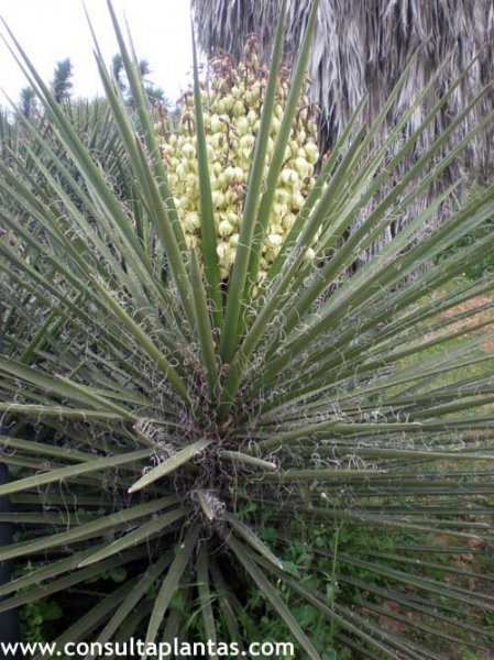 Yucca schidigera