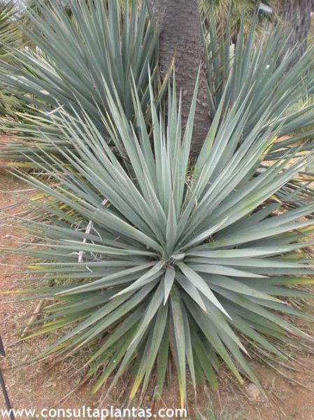 Yucca schottii