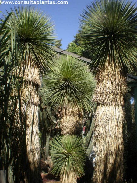 Yucca thompsoniana