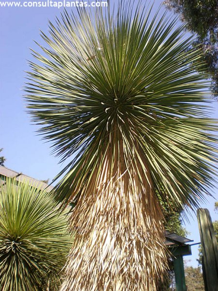 Yucca thompsoniana