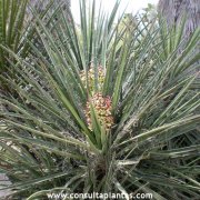 Yucca schidigera