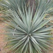 Yuca de montaña