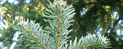 Care of the plant Abies alba or European silver fir