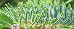 Cuidados de la planta Abies cilicica o Abeto de Cilicia
