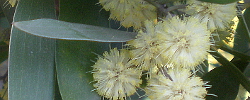 Cuidados de la planta Acacia melanoxylon o Acacia negra.